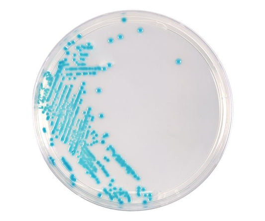 HardyCHROM ECC (E. coli and Coliforms), Chromogenic Medium, 15x100mm Plate, 10 per package