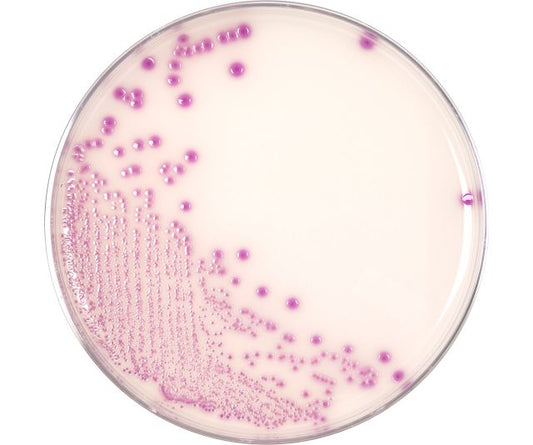 HardyCHROM O157 (E. coli O157), Chromogenic Medium, 15x100mm Plate, 10 per package